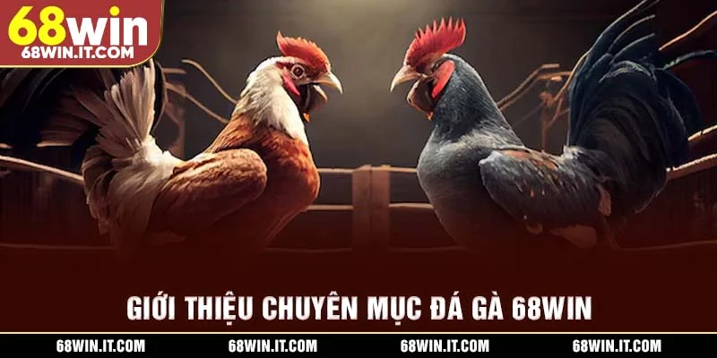 Giới thiệu chuyên mục đá gà 68WIN