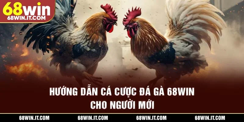 Hướng dẫn cá cược đá gà 68WIN cho người mới
