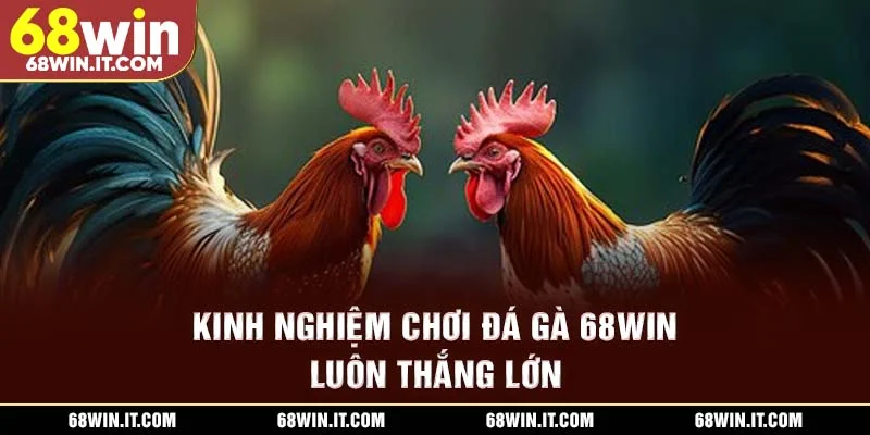 Kinh nghiệm chơi đá gà 68WIN luôn thắng lớn
