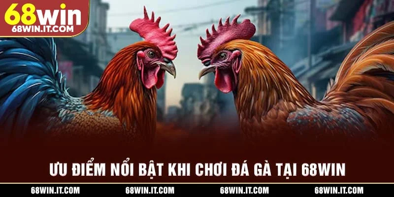 Ưu điểm nổi bật khi chơi đá gà tại 68WIN